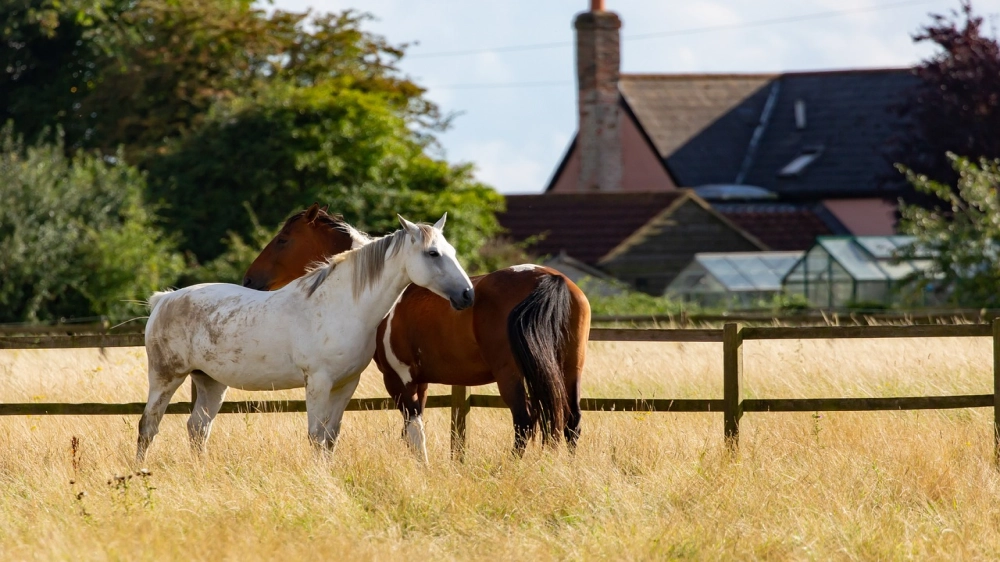 Nice property with Horses